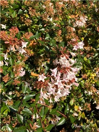 ac8679c6-20181023 Abelija.jpg